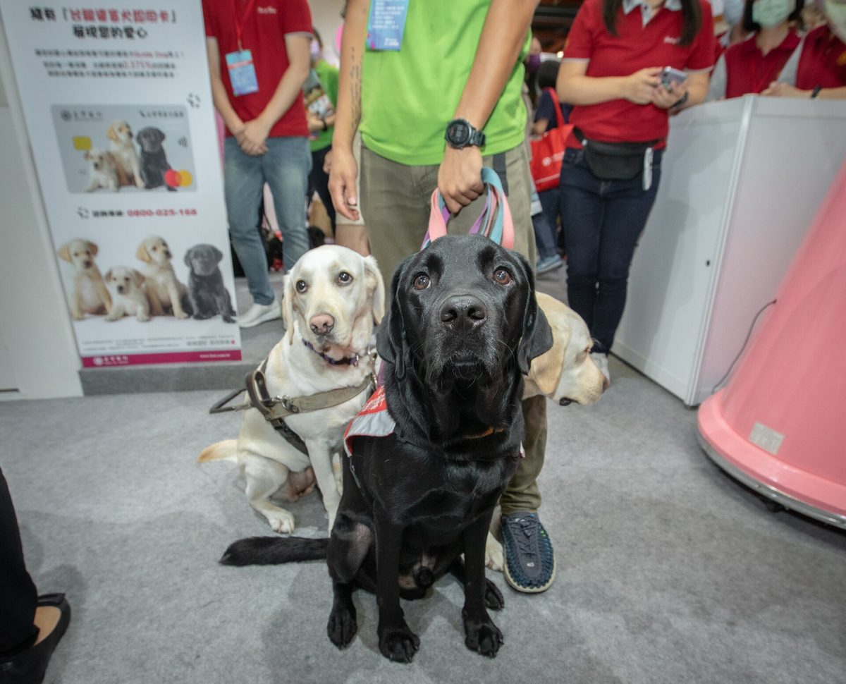 三隻拉布拉多導盲犬穿著工作背帶坐在室內展場地面